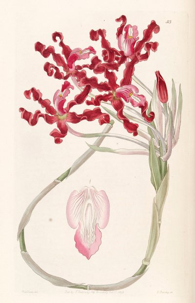 Laelia undulata by Miss Drake